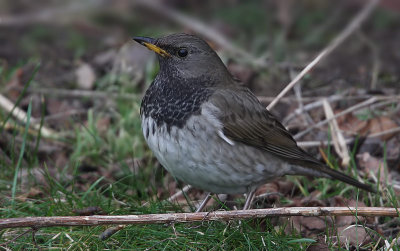 Black-Throated Thrush(Turdus ruficollis), Taigatrast