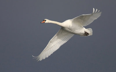 Mute Swan (Cygnus olor), Knlsvan