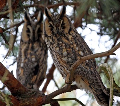 Long-Eared Owl (Asoi otus), Hornuggla