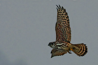 Merlin (Falco columbarius), Stenfalk