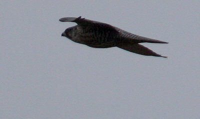 g1/55/694755/3/109261116.1WpZWX0r.jpg