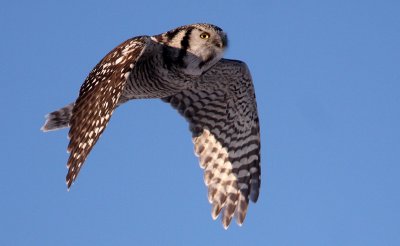 Northern Hawk Owl (Surnia ulula), Hkuggla