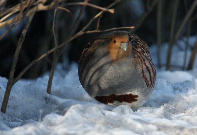 Grey Patridge, Perdix perdix RAPPHNA