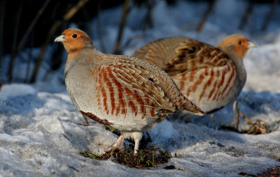 Grey Patridge, Perdix perdix RAPPHNA