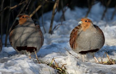 Grey Patridge, Perdix perdix RAPPHNA