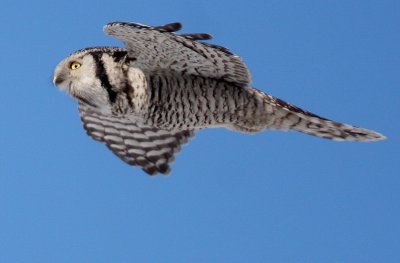 Northern Hawk Owl (Hkuggla)