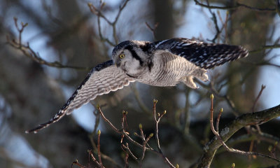 Northern Hawk Owl (Surnia ulula), Hkuggla