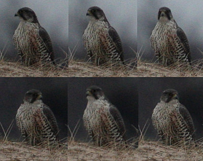 Gyrfalcon (Falco rusticolus), jaktfalk