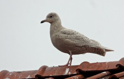 Iseland Gull (Laurus glaucoides), Vitvingad trut