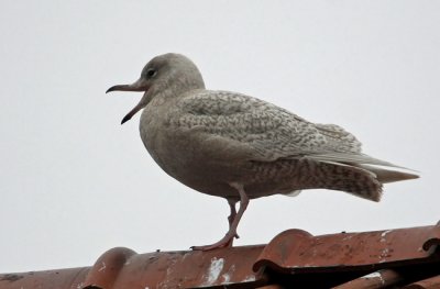 Iseland Gull (Laurus glaucoides), Vitvingad trut