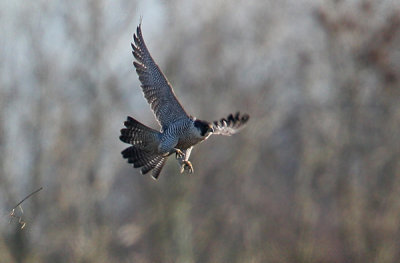 Peregrine Falcon (Falco peregrinus), Pilgrimsfalk