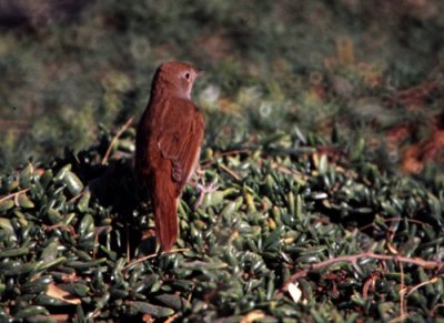 Common Nightingale (Luscinia megarhynchos), Sydnktergal