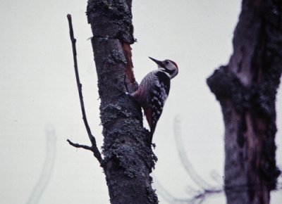 White-backed Woodpecker (Dendrocopos leucotos), Vitryggig hackspett