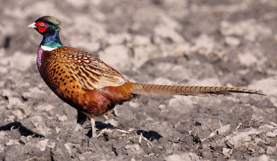 Common Pheasant  (UPhasianus colchicus), Fasan