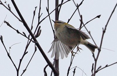 Firecrest (Regulus ignicapilla), Brandkronad kungsfgel