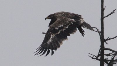 Steppe Eagle (Aquila nipalensis), Stäppörn, Sillesjö 2009