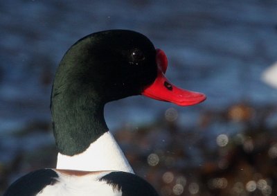 Common Shelduck (Gravand)