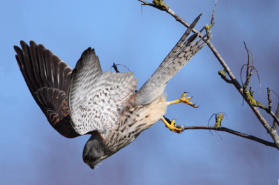 Common Kestrel (falco tinnunculus), Tornfalk