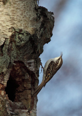 Eurasian Treecreeper (Trdkrypare)