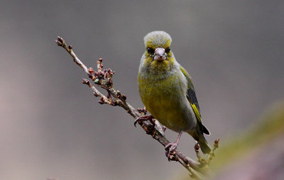 European Greenfinch (Carduelis chloris), Grnfink