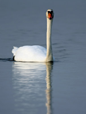 Mute Swan (Cygnus olor), Knlsvan
