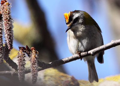 Firecrest (Regulus ignicapilla), Brandkronad kungsfgel