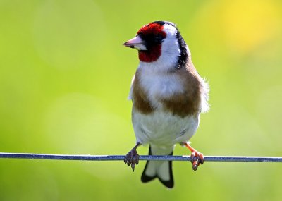 European Goldfinch (Carduelis carduelis), Steglits