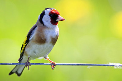 European Goldfinch (Carduelis carduelis), Steglits