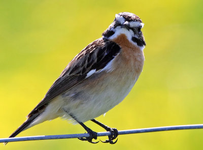 Winchat (Saxicola ruberta), Buskskvtta