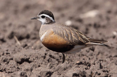 Eurasian Dotterel (Fjällpipare)