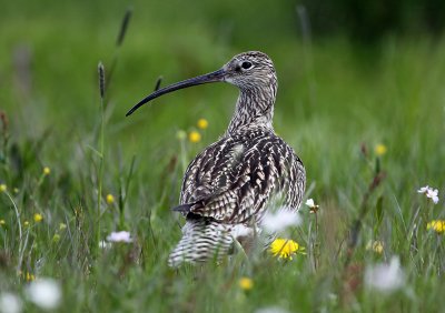 Eurasian Curlew (Storspov)