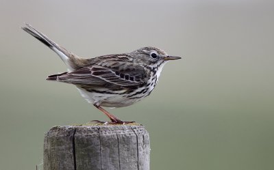Meadow Pipit (Anthus pratensis), ngspiplrka