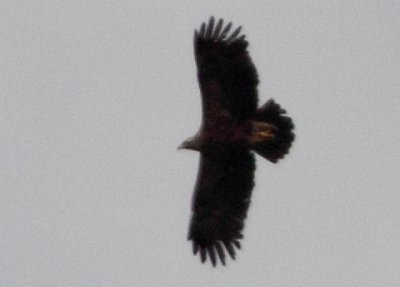 Lesser Spotted Eagle (Aguila pomarina), Mindre skrikrn