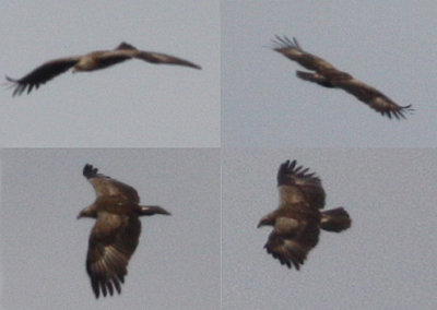 Lesser Spotted Eagle (Aguila pomarina), Mindre skrikrn