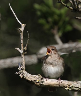 Thrush Nightingale (Nktergal)