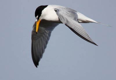 Little Tern (Sterna albifrons), Smtrna