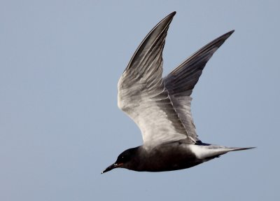 Black Tern (Chlidonias niger),Svarttrna