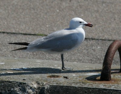 Audouin's Gull (Rödnäbbad trut)