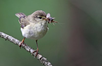 Willow warbler (Phylloscopus trochilus), Lvsngare