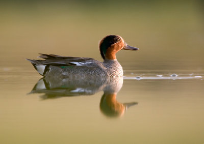 Common Teal (Kricka)