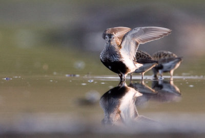 Dunlin, Krrsnppa