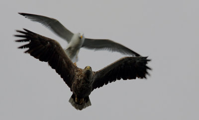 White-tailed Eagle (Haliaetus albicilla), Havsrn