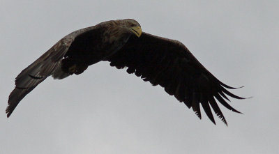 White-tailed Eagle (Haliaetus albicilla), Havsörn