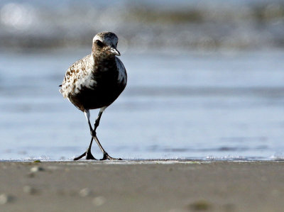 Grey Plover (Pluvialis squatarola), Kustpipare