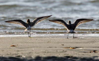 Curlew Sandpiper (Calidris ferruginea), Spovsnppa