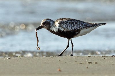 Grey Plover (Pluvialis squatarola), Kustpipare