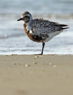 Grey Plover (Pluvialis squatarola), Kustpipare