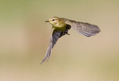 Willow warbler (Phylloscopus trochilus), Lvsngare