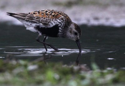 Dunlin (Calidris alpina), Krrsnppa