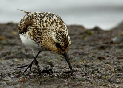 Sanderling (Calidris alba), Sandlpare